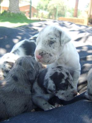 HarlekynPuppies